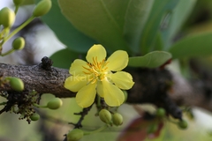 Ochna squarrosa